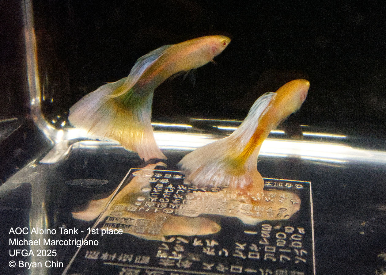 Guppy Albino Pastel